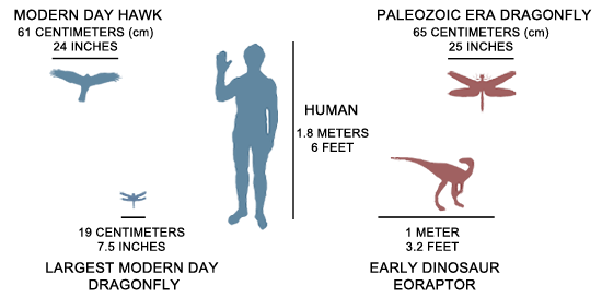 hawk_dragonfly_human_dinosaur_color_3.gif